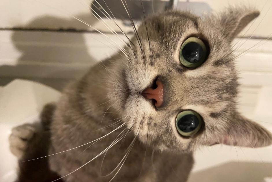 Fundmeldung Katze Weiblich Le Havre Frankreich Fundmeldung Katze Weiblich Le Havre Frankreich