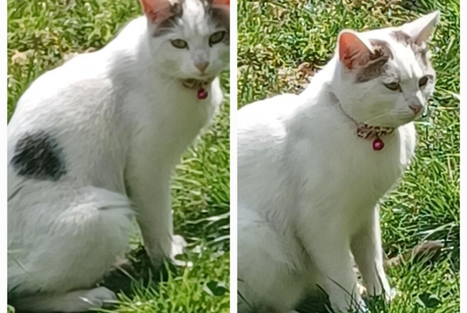 Discovery alert Cat Unknown Sotteville-lès-Rouen France Discovery alert Cat Unknown Sotteville-lès-Rouen France