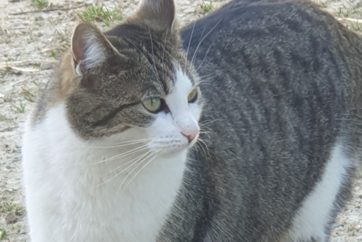 Disappearance alert Cat Female , 5 years Gainneville France Disappearance alert Cat Female , 5 years Gainneville France