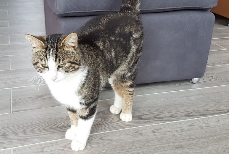 Alerte Disparition Chat Mâle , 9 ans Darnétal France Alerte Disparition Chat Mâle , 9 ans Darnétal France