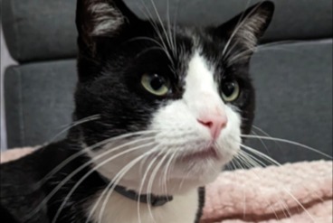 Alerte Disparition Chat Mâle , 5 ans Saint-Étienne-du-Rouvray France