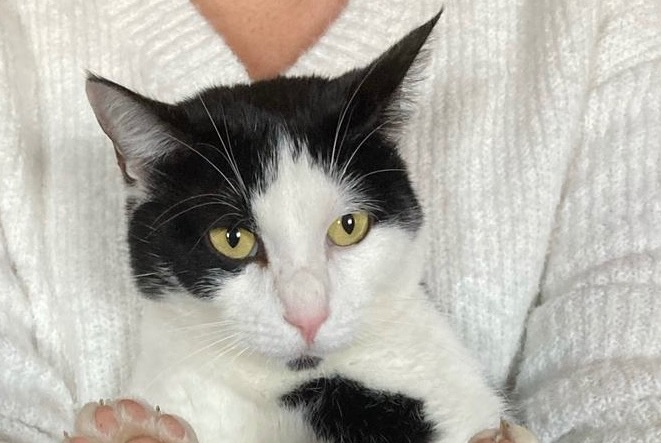 Alerte Disparition Chat Mâle , 14 ans Tourville-la-Rivière France Alerte Disparition Chat Mâle , 14 ans Tourville-la-Rivière France