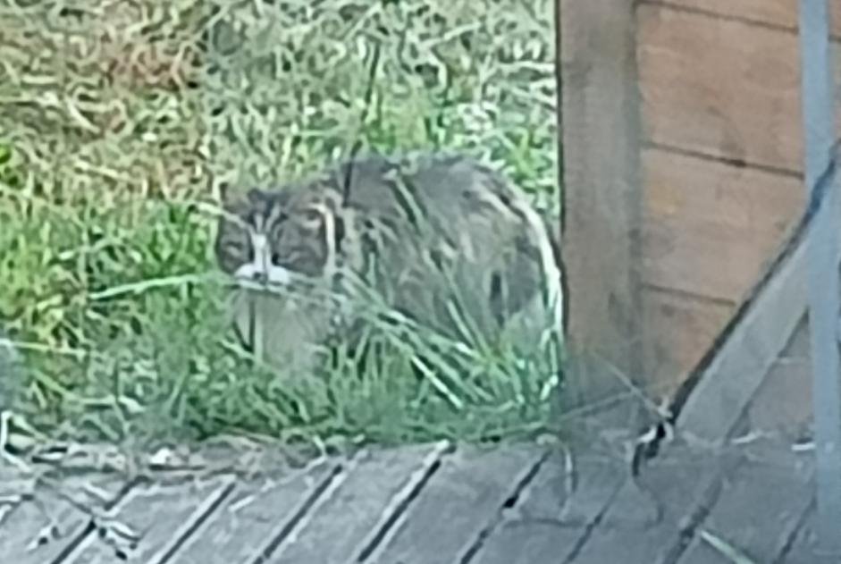 Alerte Découverte Chat Inconnu Sotteville-lès-Rouen France Alerte Découverte Chat Inconnu Sotteville-lès-Rouen France