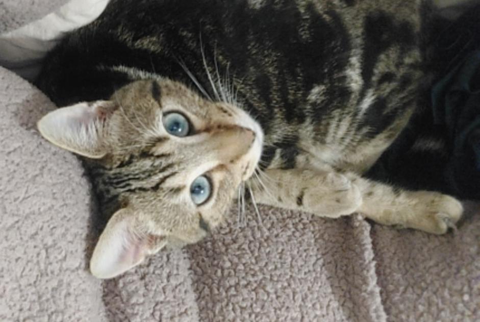 Alerte Disparition Chat Mâle , 1 ans Illois France Alerte Disparition Chat Mâle , 1 ans Illois France