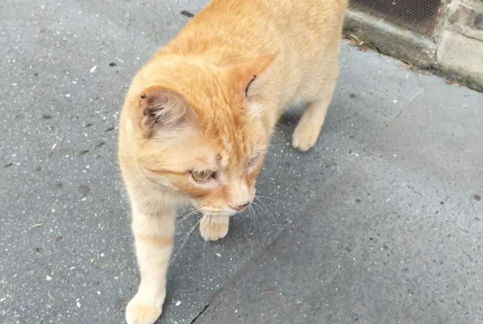 Alerte Découverte Chat Inconnu Rouen France Alerte Découverte Chat Inconnu Rouen France