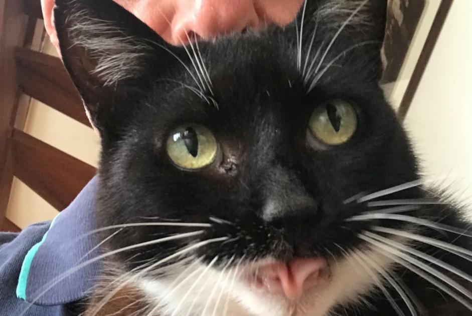 Alerte Disparition Chat  Femelle , 19 ans Grand-Couronne France