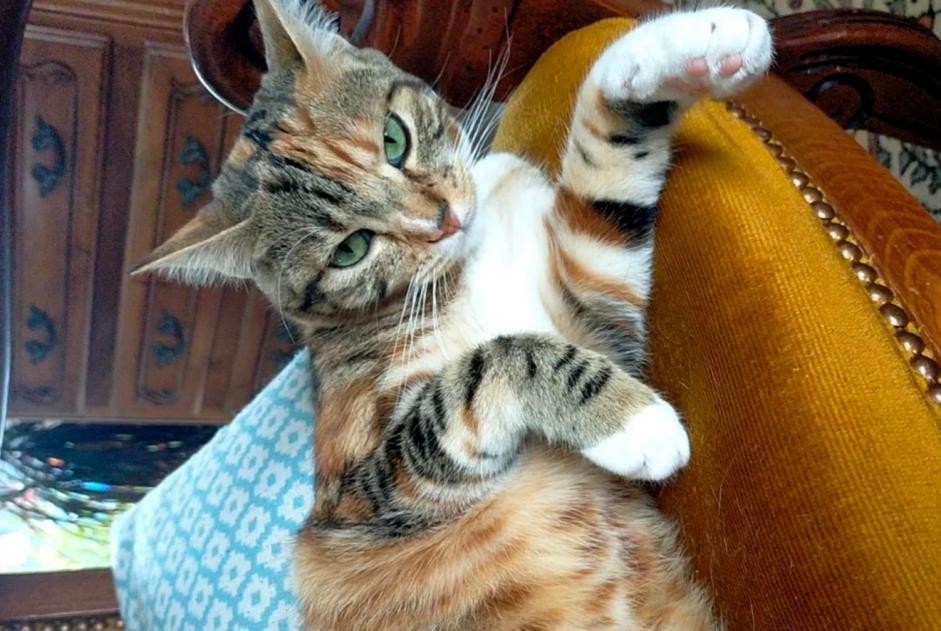 Alerte Disparition Chat  Femelle , 1 ans Saint-Vincent-Cramesnil France