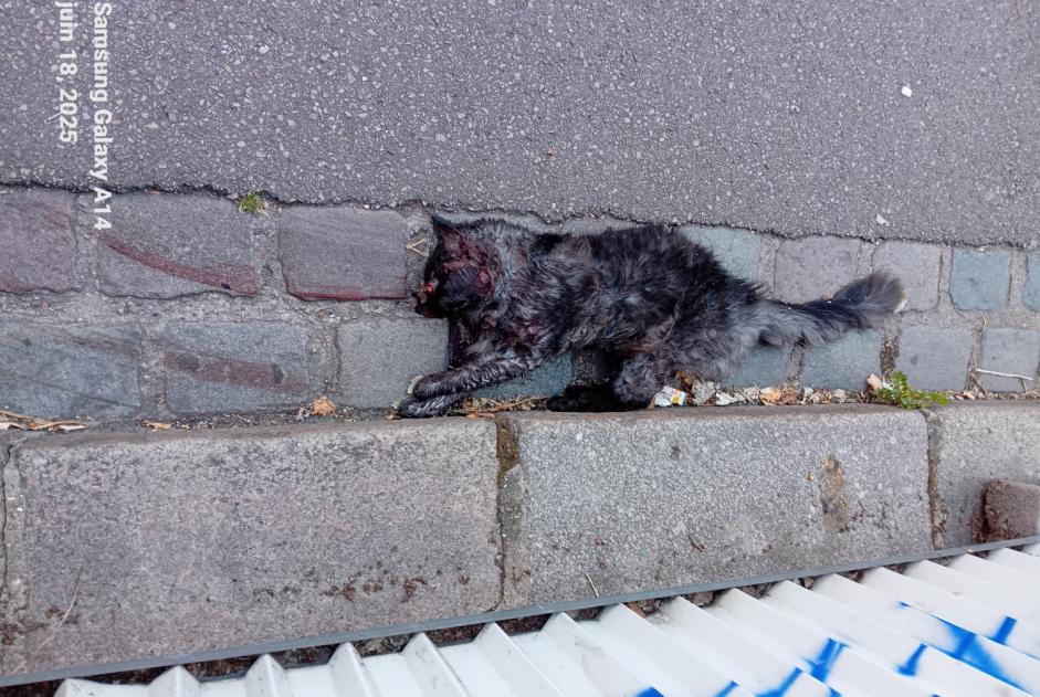 Avviso Ritrovamento Gatto incrocio di razze Non conosciuta Rouen Francia Avviso Ritrovamento Gatto incrocio di razze Non conosciuta Rouen Francia