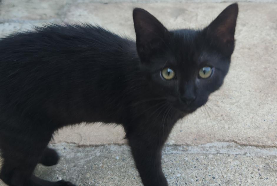 Avviso scomparsa Gatto incrocio di razze Maschio , 0 anni Saint-Pierre-de-Varengeville Francia Avviso scomparsa Gatto incrocio di razze Maschio , 0 anni Saint-Pierre-de-Varengeville Francia