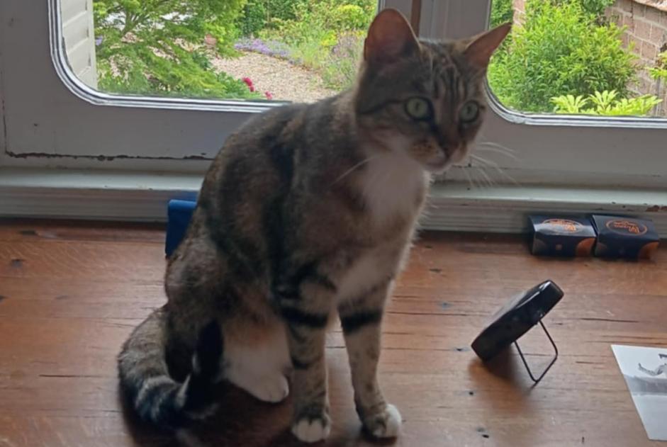 Alerta desaparecimento Gato  Fêmea , 31 anos Blangy-sur-Bresle France