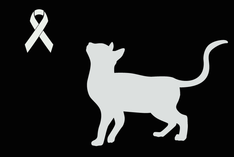 Avviso Ritrovamento Gatto incrocio di razze  Non conosciuta Rouen Francia