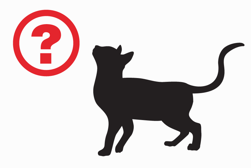Alerte Disparition Chat  Mâle , 1 ans Le Grand-Quevilly France